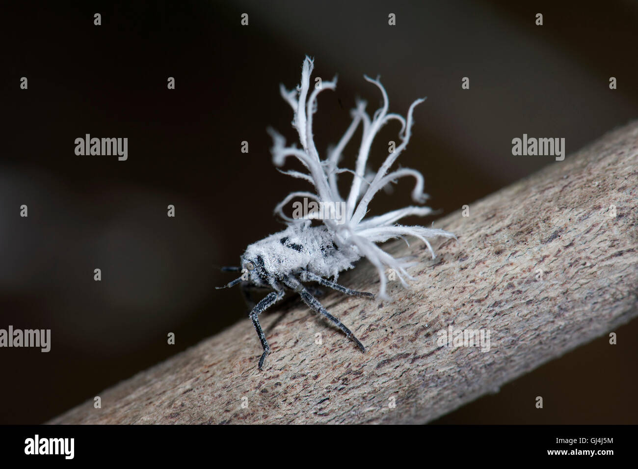 Flatid Phromnia malgache larves bug rosea Banque D'Images
