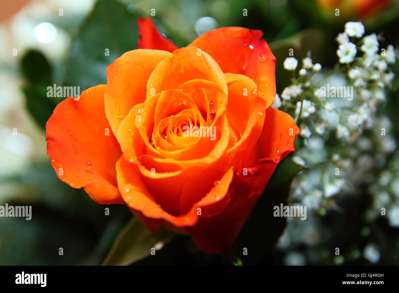 Rose orange Banque D'Images