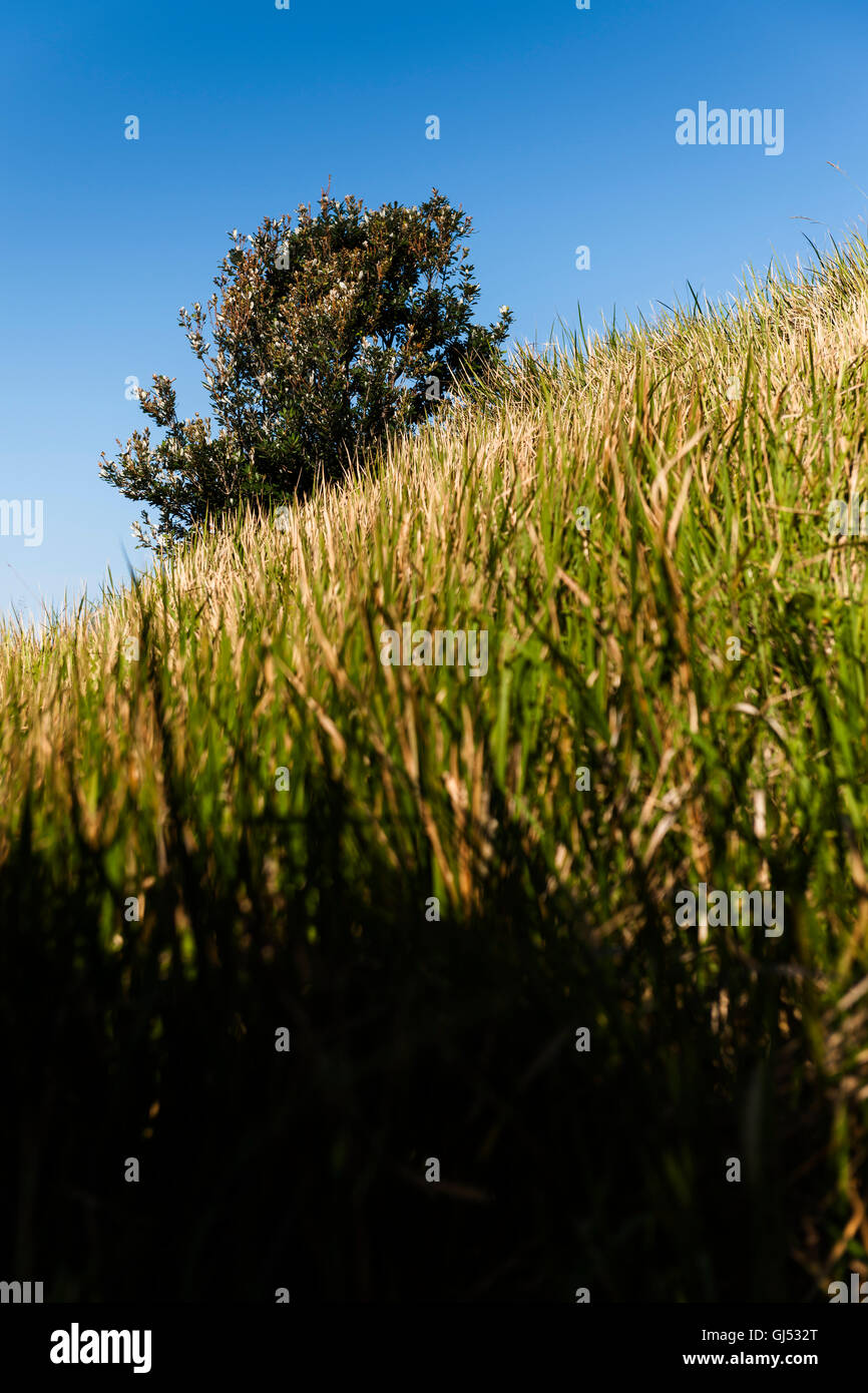 Un arbre et quelques hautes herbes de Cape Byron. Banque D'Images