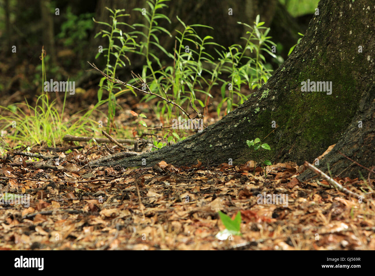 Mauvaises herbes plantes arrière-plan Banque D'Images
