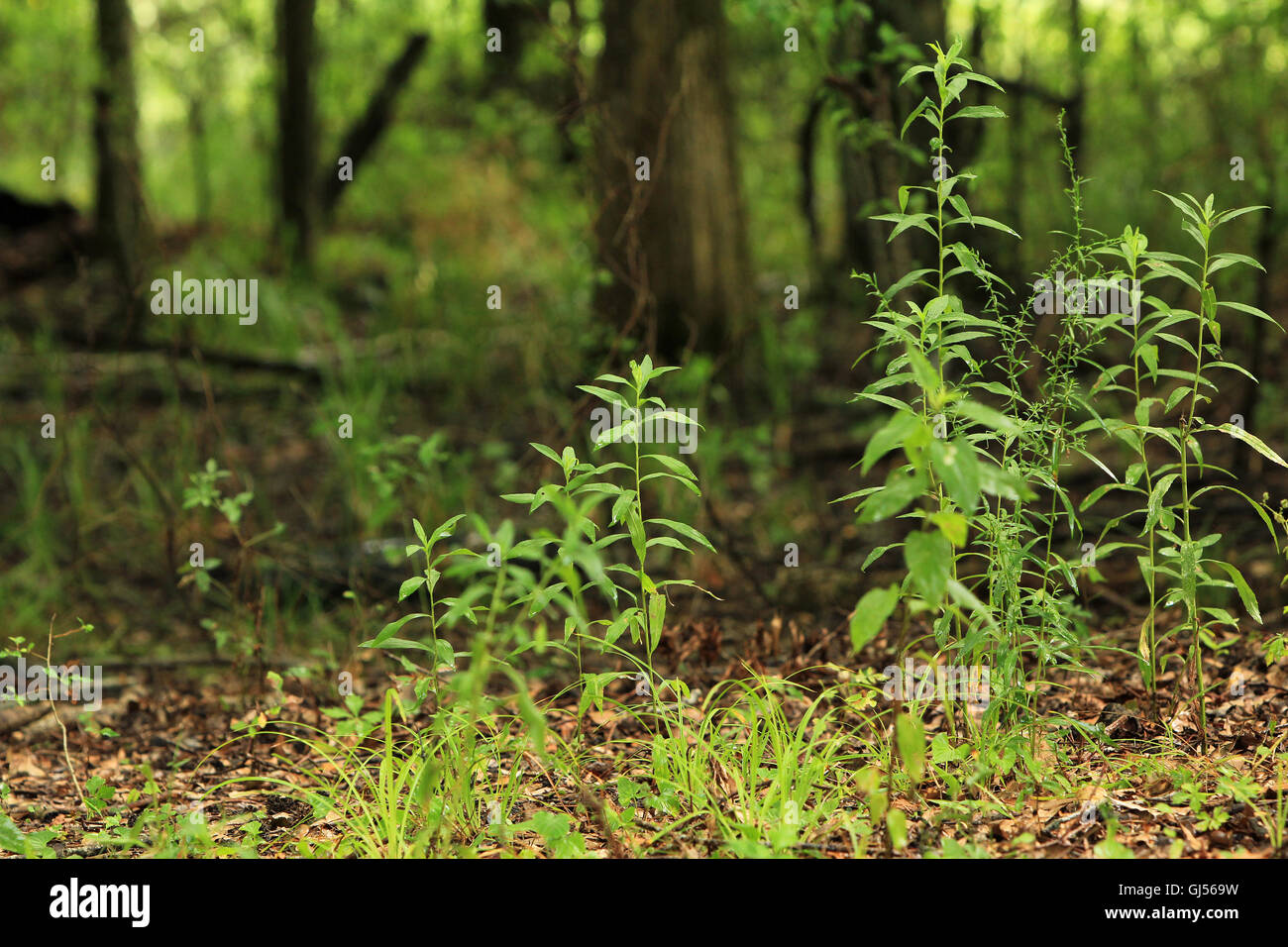 Mauvaises herbes plantes arrière-plan Banque D'Images