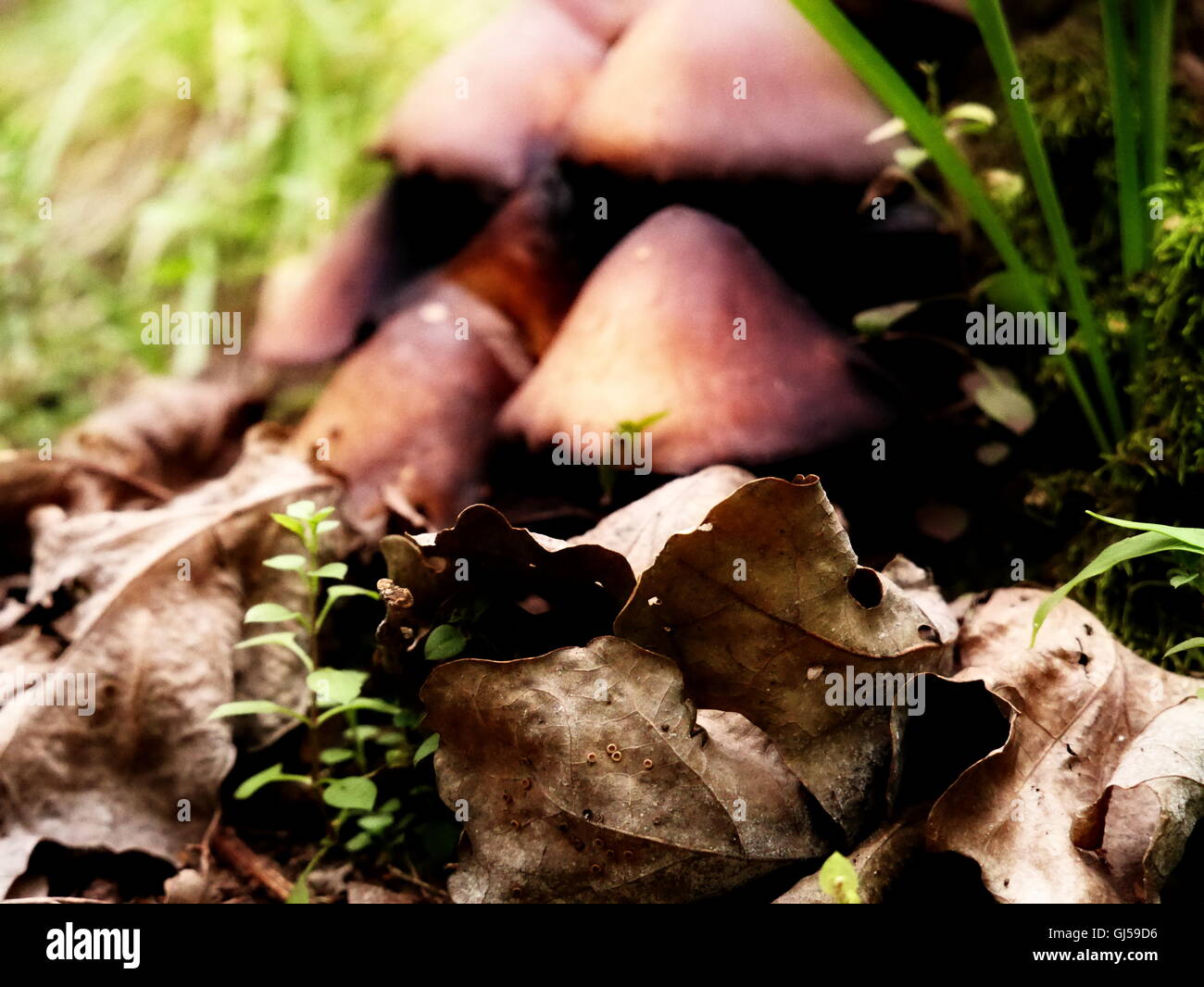 Champignons dans les feuilles Banque D'Images