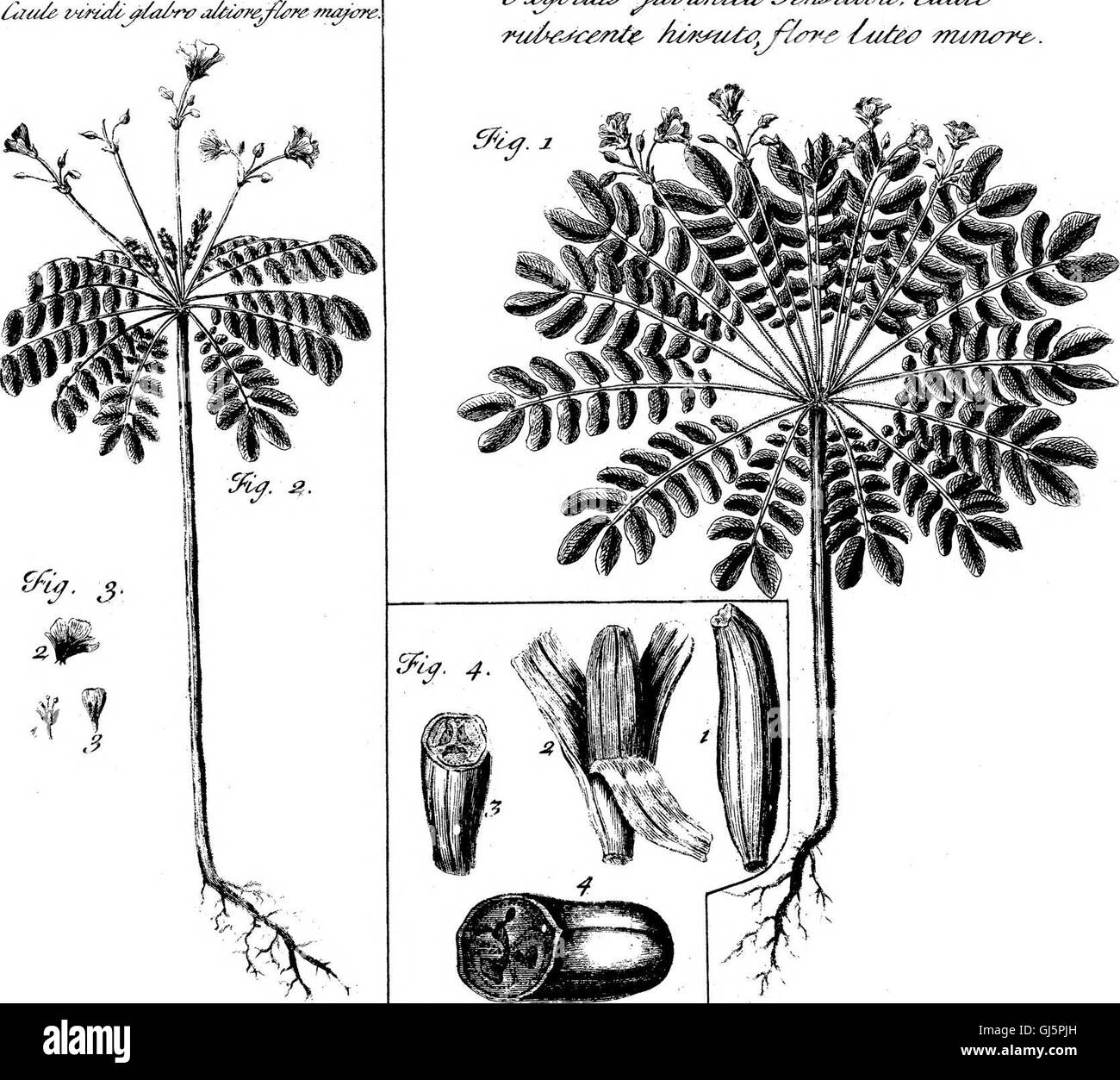 Mémoires communiqués par Mons. Garcin à Mons. St-hyacinthe, F. R. S. contenant une description d'une nouvelle famille de plantes appelé Oxyoides ; quelques remarques sur la famille de plantes appelé Musa ; et une Banque D'Images