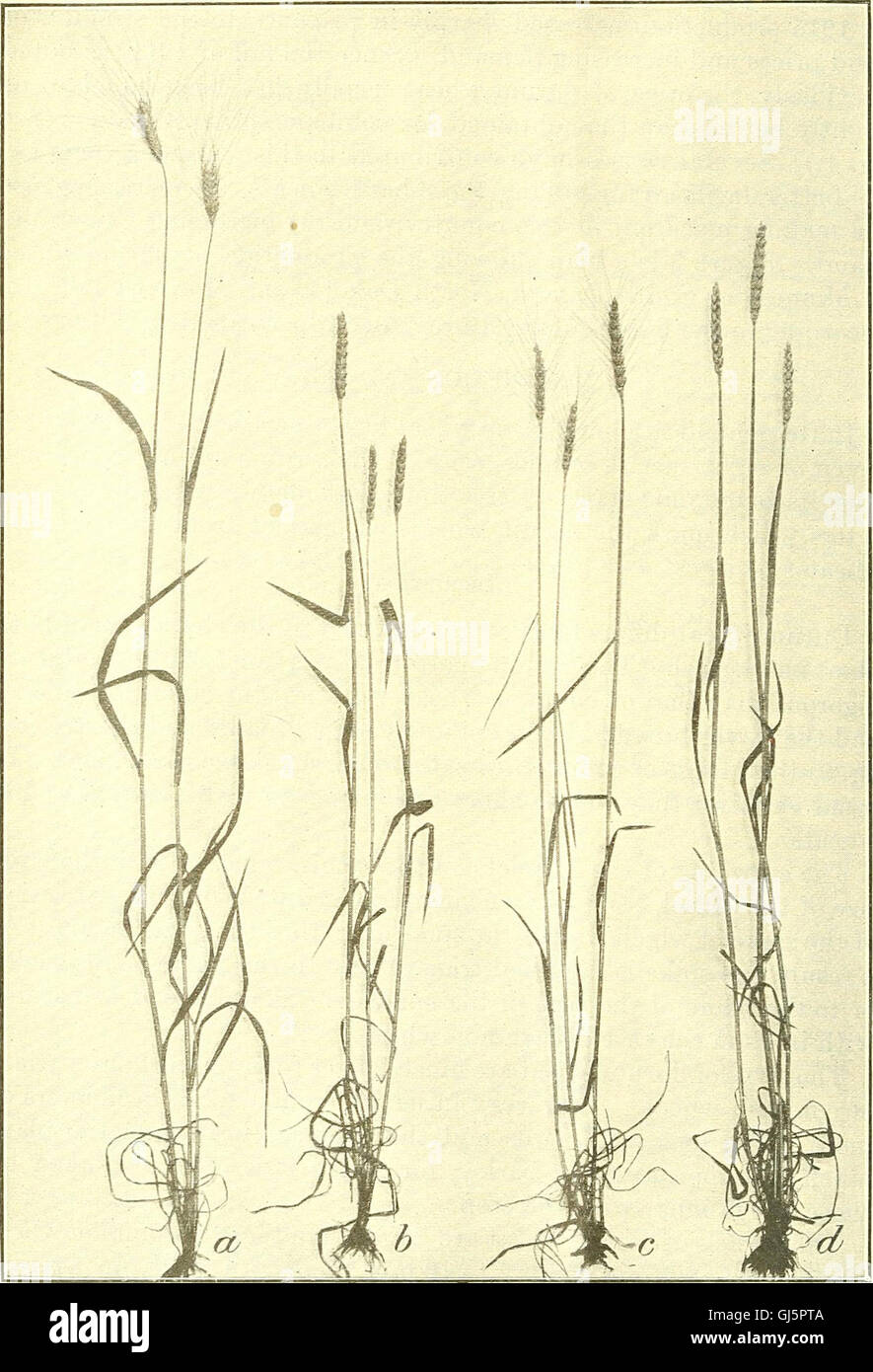 Bulletin du Ministère de l'Agriculture des États-Unis (1920) Banque D'Images