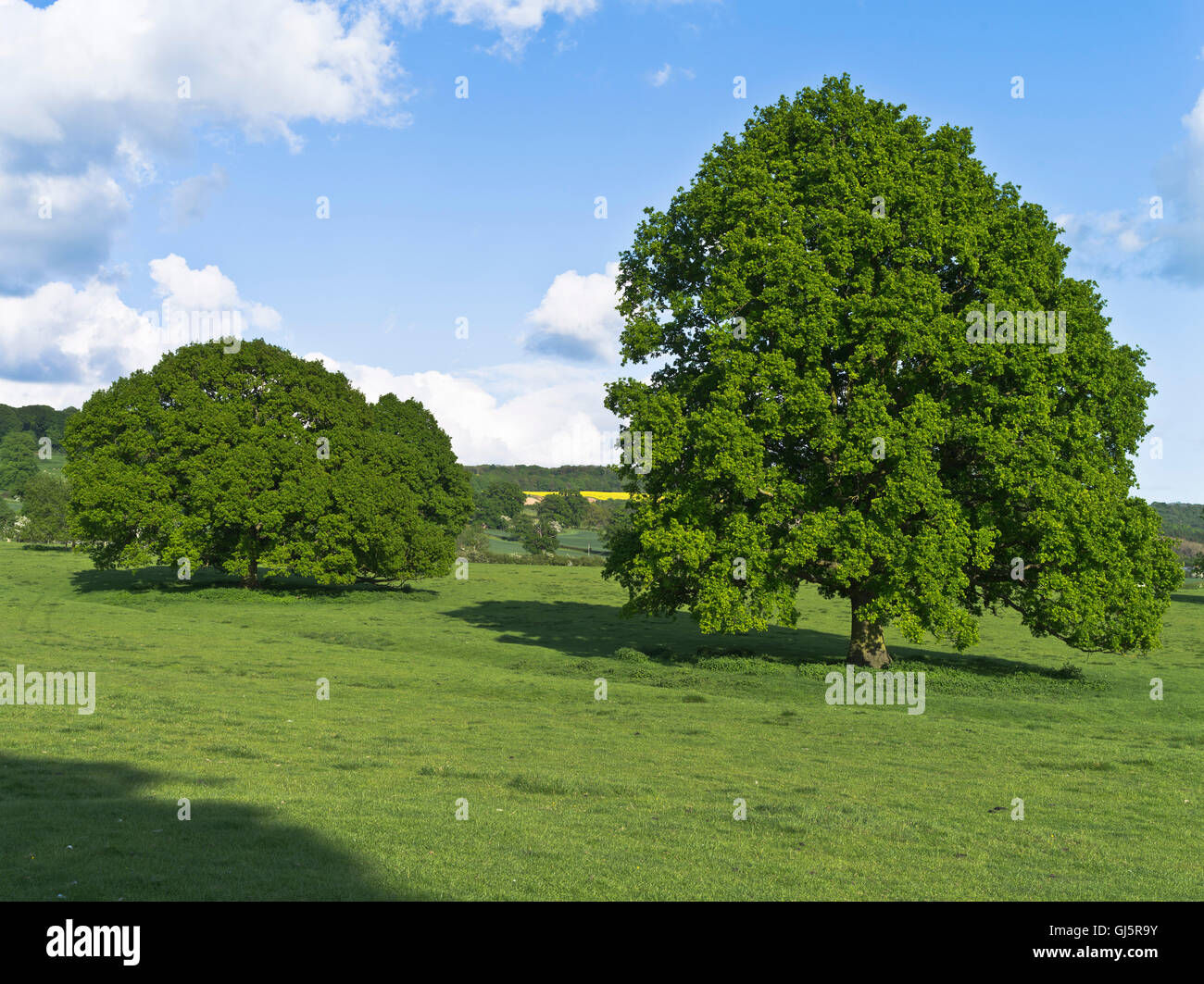 Dh Oak tree FLORE ciel bleu deux arbres champ champs d'été britannique Cotswold uk belle Banque D'Images