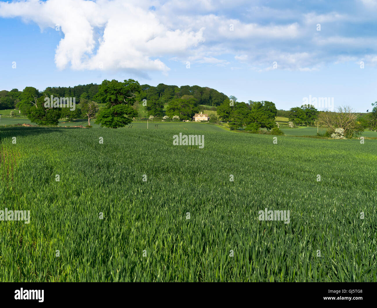 dh COTSWOLDS GLOUCESTERSHIRE Field Crop english paysage cotswold Cottage Fields ferme rurale verte du royaume-uni belle angleterre Banque D'Images