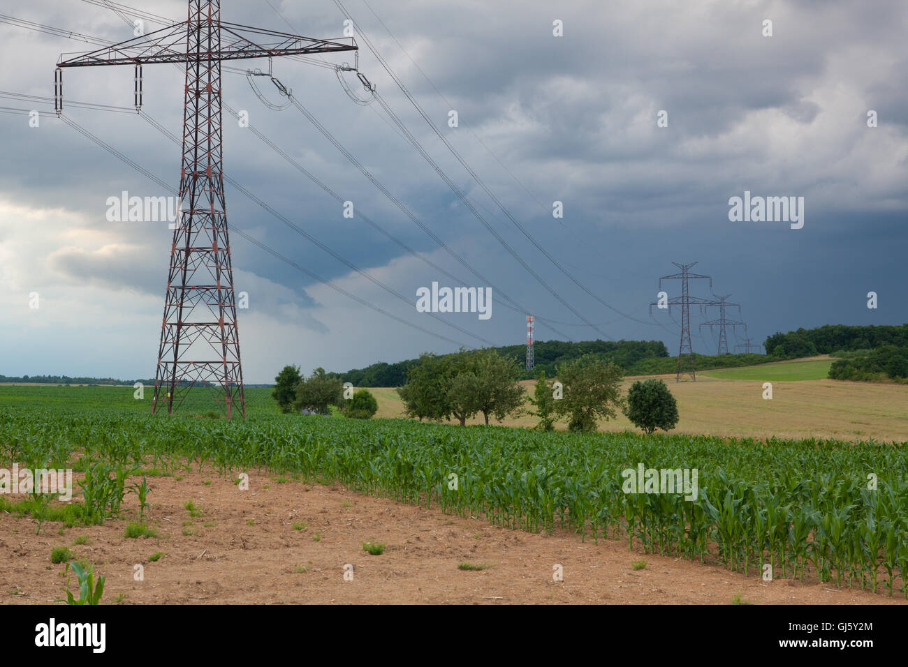 Le plant de maïs. La terre sèche de l'argile fissurée avec fleur verte dernier avant de forte tempête Banque D'Images