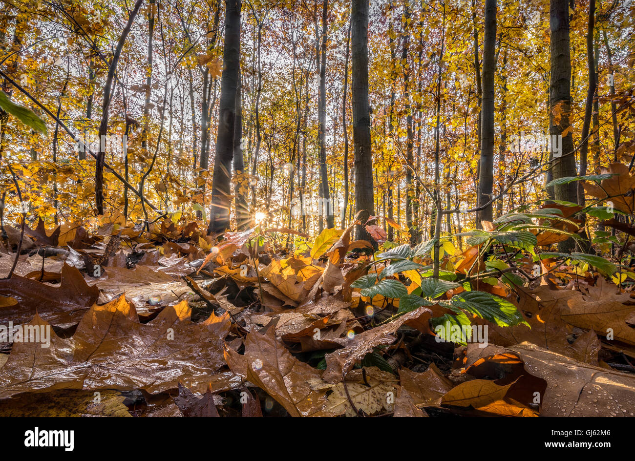 Le soleil à travers les luttes la forêt d'automne - feuillage en premier plan Banque D'Images