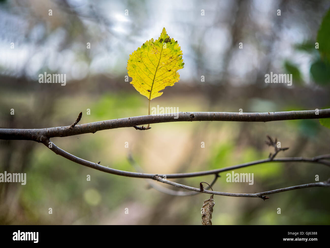 Une seule feuille de hêtre jaune est debout sur une branche dans la forêt Banque D'Images