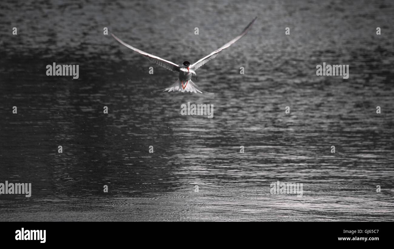 La Sterne pierregarin en vol avec un poisson dans son bec Banque D'Images
