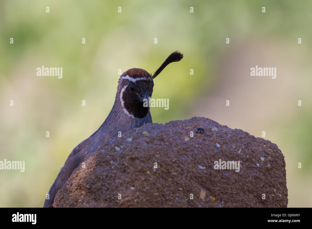 La caille, Gambel mâle (Callipepla gambelii), à un bloc de semences. Bosque del Apache National Wildlife Refuge, Nouveau Mexique, USA. Banque D'Images