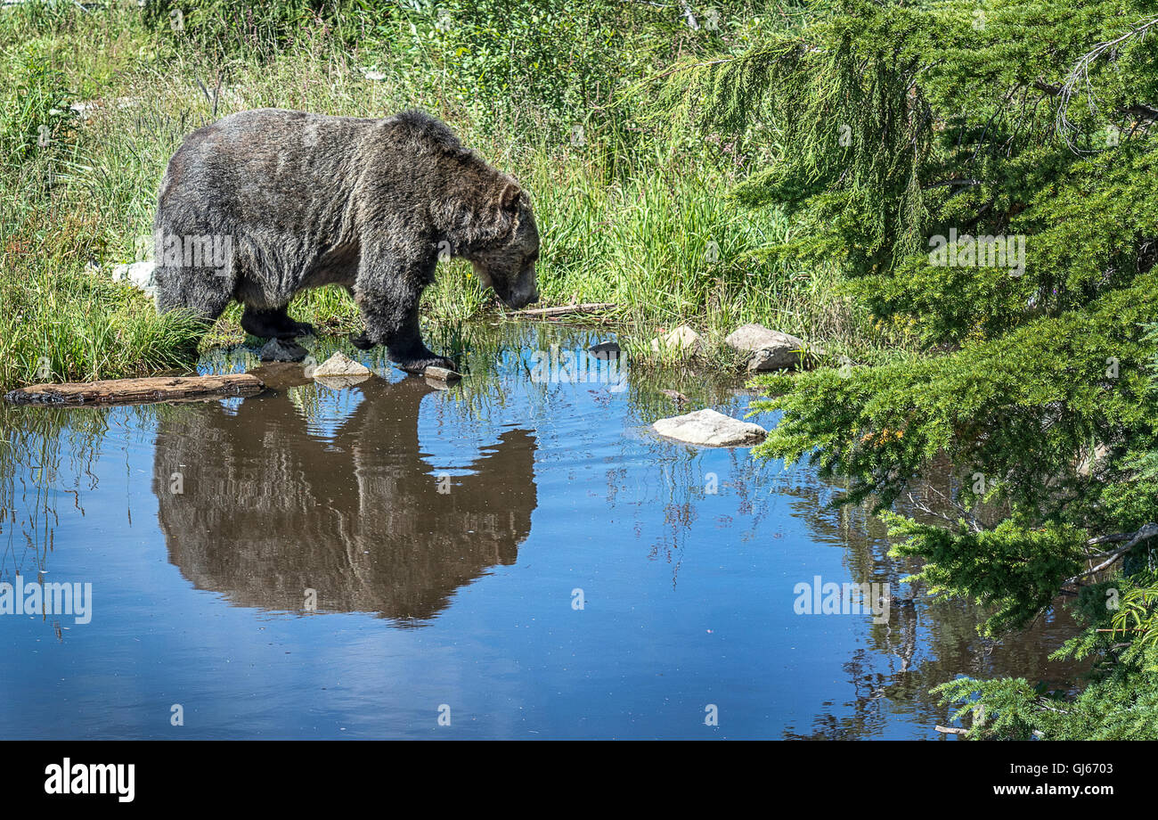 Grizzli - Grouse Mountain, North Vancouver Banque D'Images