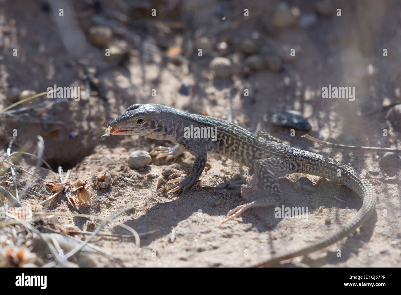 Marbré, coureur de l'Ouest (Aspidoscelis marmorata marmorata), il se nourrit de larves d'invertébrés il exhumé d'un terrier. Nouveau Mexique Banque D'Images