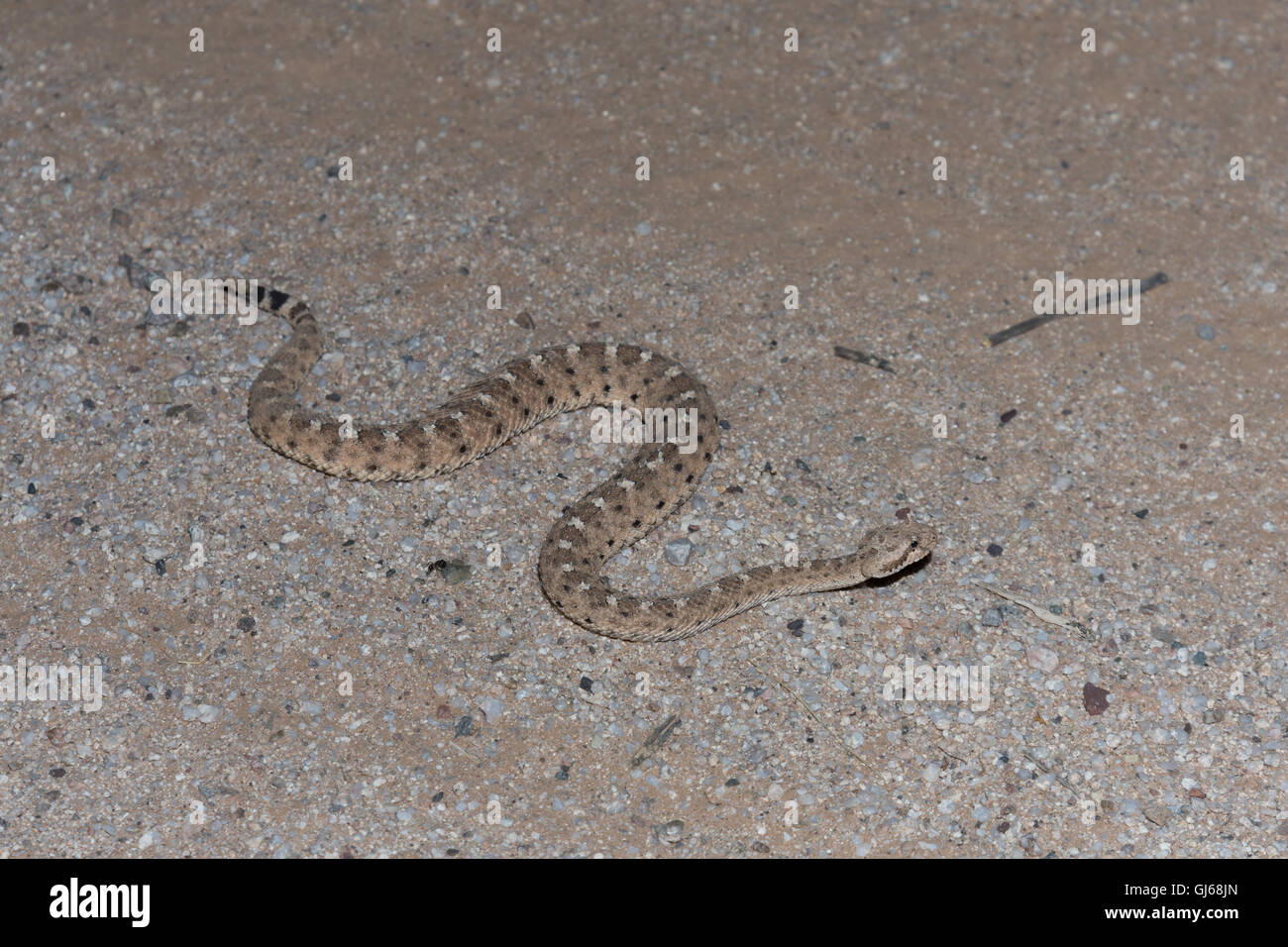 Sidewinder, Sonora (Crotalus cerastes cercobombus), près de Florance, Arizona, USA. Banque D'Images