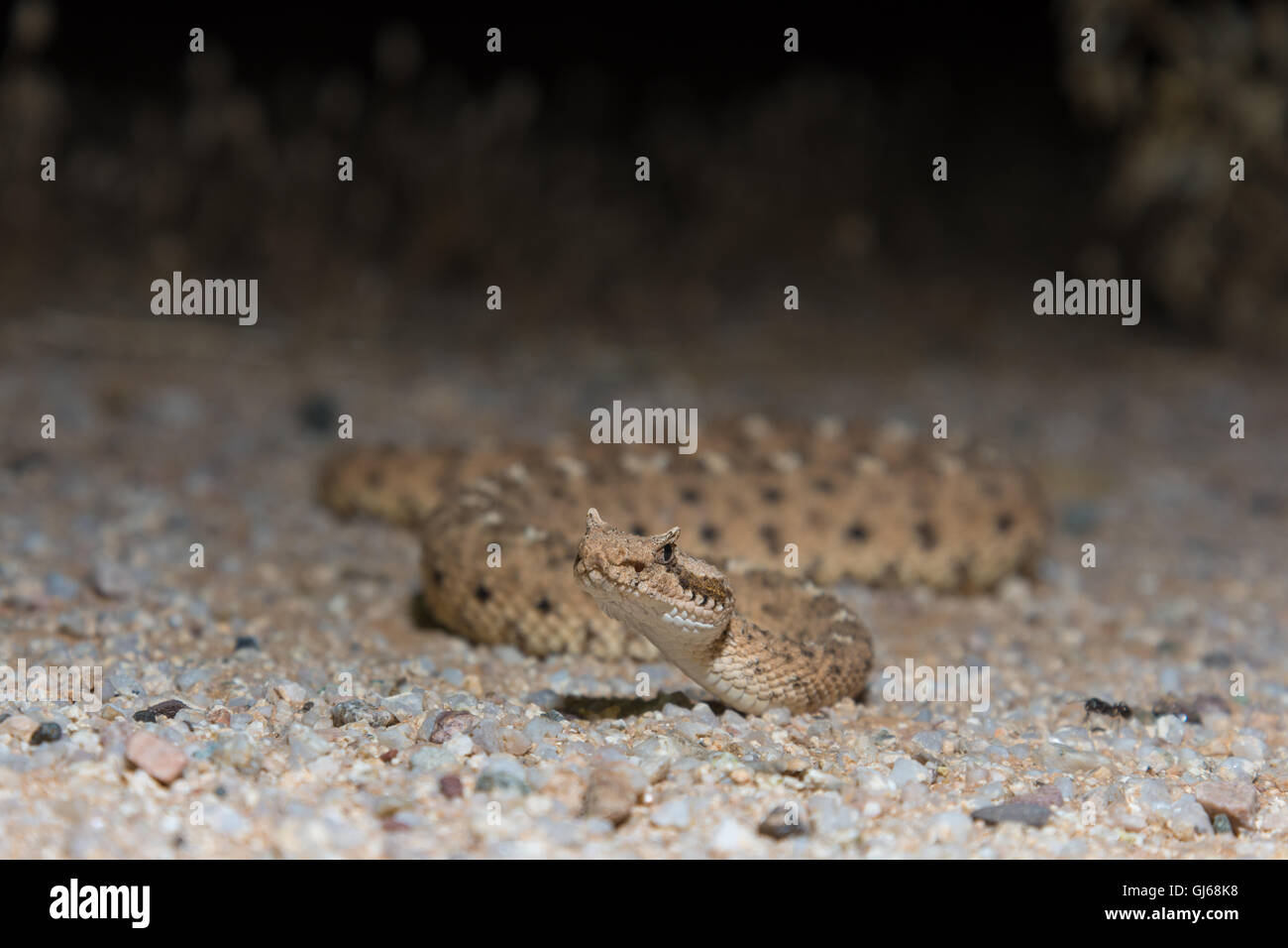 Sidewinder, Sonora (Crotalus cerastes cercobombus), près de Florance, Arizona, USA. Banque D'Images
