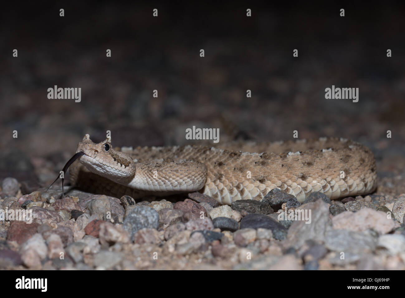 Sidewinder, Sonora (Crotalus cerastes cercobombus), près de Florance, Arizona, USA. Banque D'Images