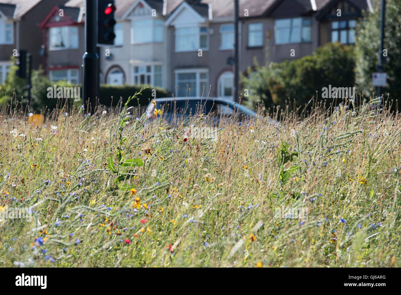 Sunny wildflower meadow dans un emplacement urbain britannique avec le trafic et maisons en arrière-plan Banque D'Images