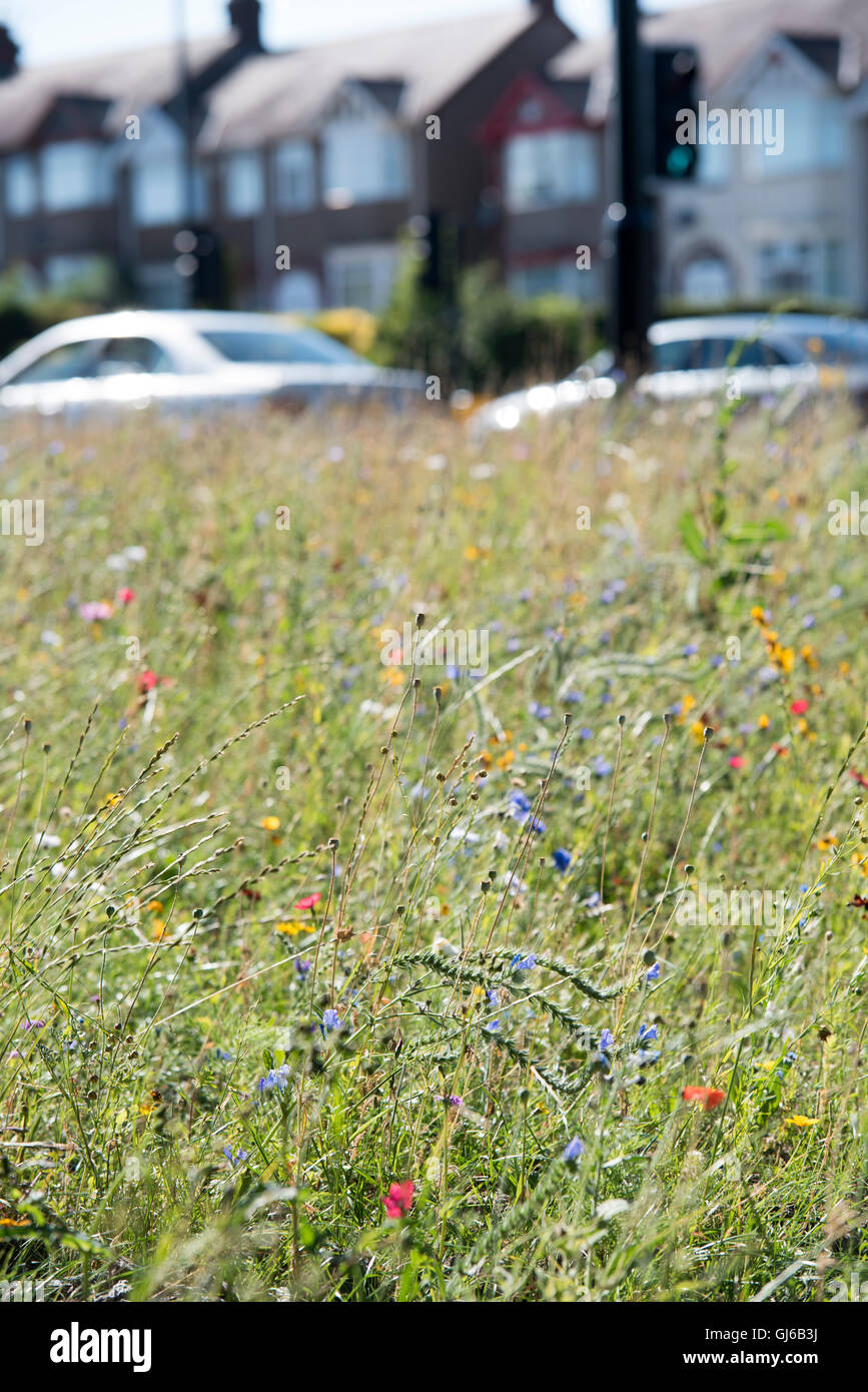 Sunny wildflower meadow dans un emplacement urbain britannique avec le trafic et maisons en arrière-plan Banque D'Images