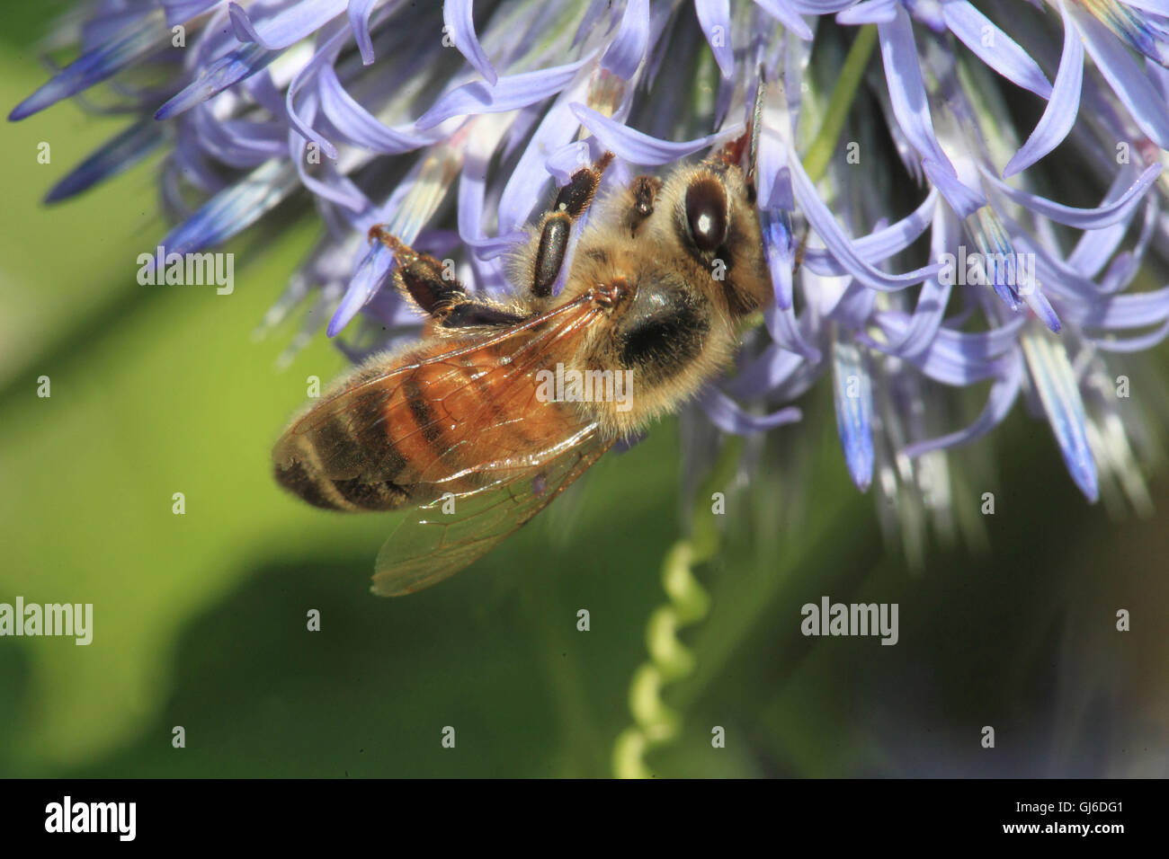 L'abeille européenne, Apis mellifica Banque D'Images