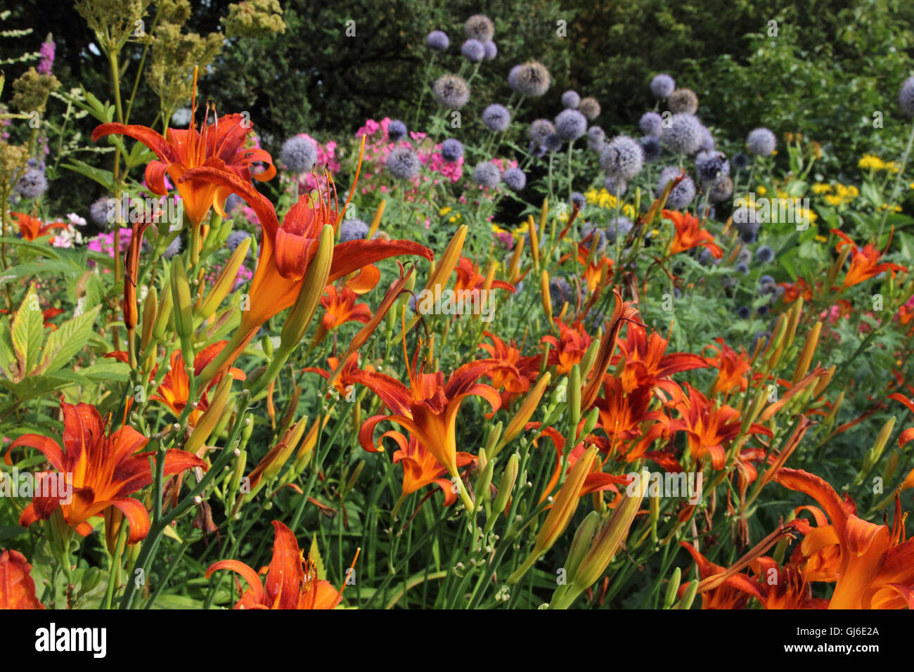 Jardin avec petit-Turk's cap lily et grand globe de chardons en été Banque D'Images