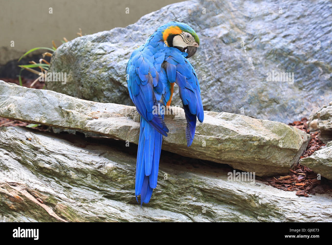 L'or et de l'ara bleu Ara ararauna, Banque D'Images