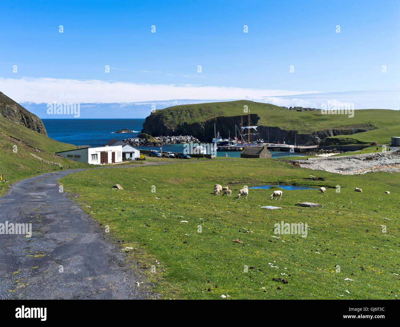 dh FAIR ISLE SHETLAND troupeau de moutons pâturage North Haven BU Ness scotland isles buness Banque D'Images