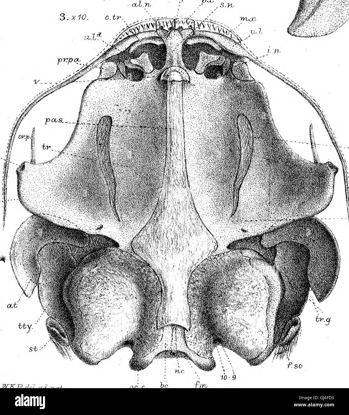 Ce travail (1876) explore la structure anatomique et les processus de développement du crâne chez les Batrachia (amphibiens). L'étude couvre les patrons de croissance, la formation osseuse et la signification évolutive des crânes chez les amphibiens. Banque D'Images Ce travail (1876) explore la structure anatomique et les processus de développement du crâne chez les Batrachia (amphibiens). L'étude couvre les patrons de croissance, la formation osseuse et la signification évolutive des crânes chez les amphibiens. Banque D'Images