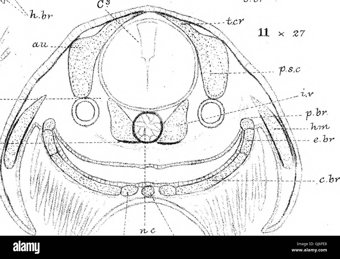 Cet article de 1882 étudie le développement du crâne chez Lepidosteus osseus, une espèce de poisson. Il examine la croissance anatomique et la structure du crâne chez cette espèce particulière. Banque D'Images Cet article de 1882 étudie le développement du crâne chez Lepidosteus osseus, une espèce de poisson. Il examine la croissance anatomique et la structure du crâne chez cette espèce particulière. Banque D'Images