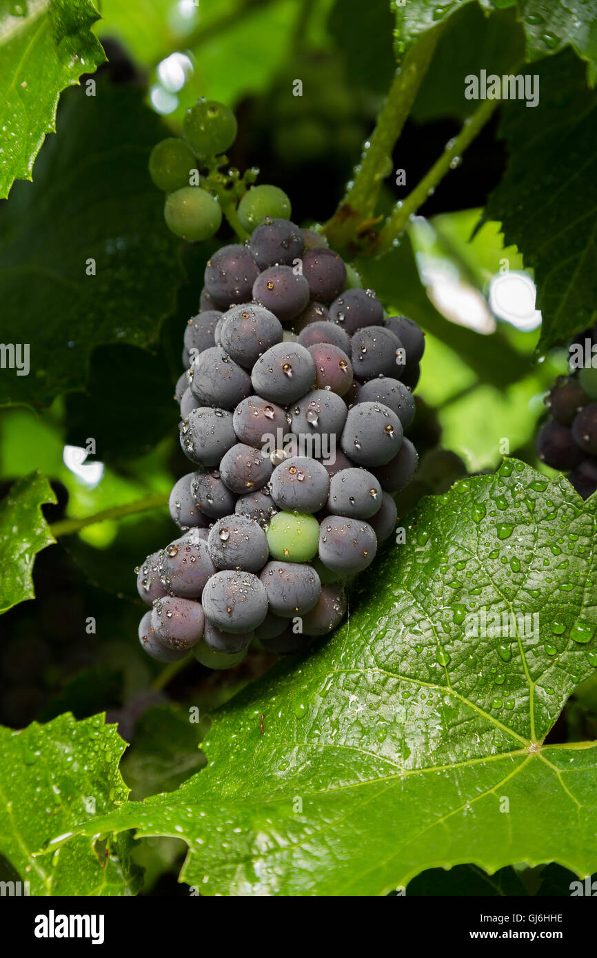 Les raisins mûrissent sur la vigne. Banque D'Images