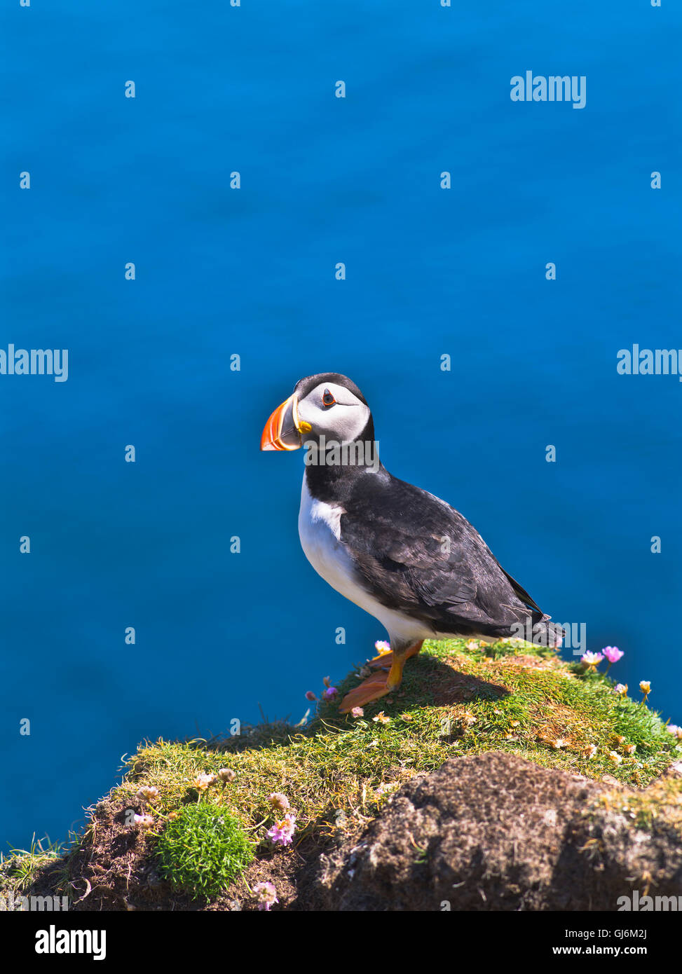 dh BU Ness FAIR ISLE SHETLAND Puffin sur la falaise de thrift top isles oiseau ecosse île oiseaux puffins fratercula arctica Banque D'Images