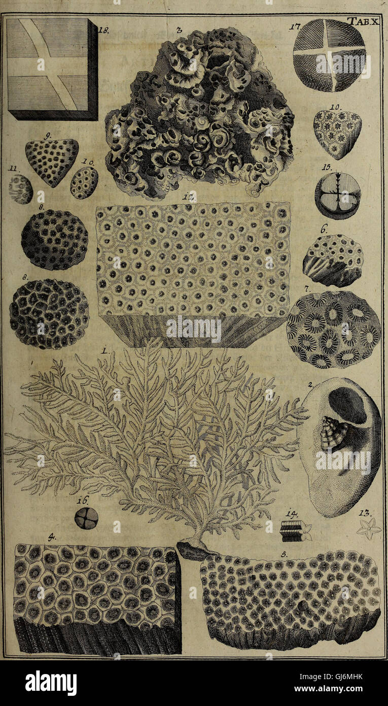 Une œuvre allemande de 1737 documentant les raretés naturelles et artistiques du cabinet d'histoire naturelle de Kundmann et leur pertinence en médecine. Banque D'Images