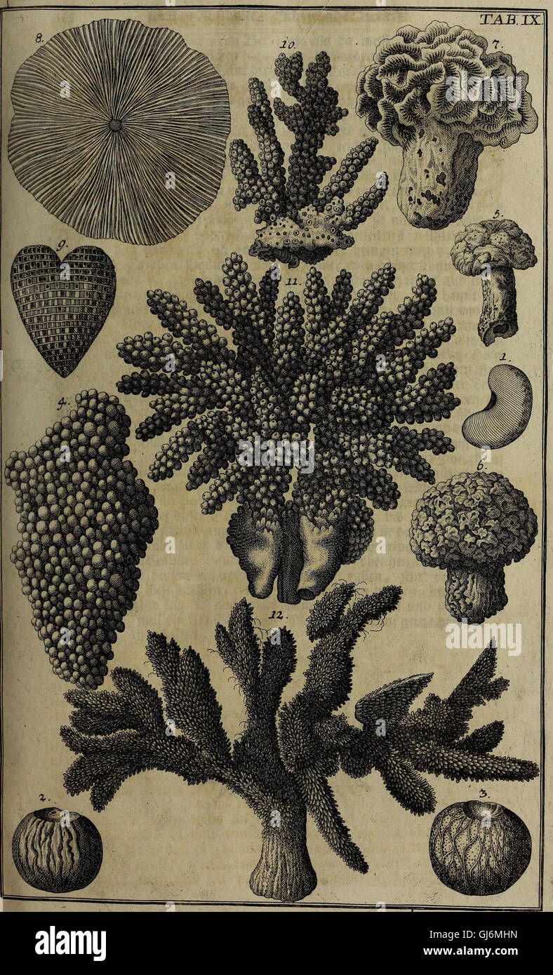 *Rariora Naturae and Artis* (1737) est un ouvrage détaillant des spécimens rares d'histoire naturelle et des raretés médicales, mettant l'accent sur les collections de curiosités naturelles et leur utilisation en sciences médicales Banque D'Images