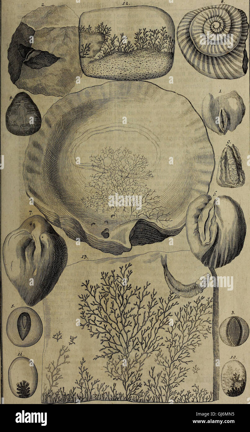 'Rariora Naturae and Artis' (1737) explore les rares curiosités naturelles et artistiques trouvées dans un cabinet d'histoire naturelle, ainsi que dans le domaine des sciences médicinales, offrant un aperçu des spécimens et artefacts fascinants de l'époque. Banque D'Images