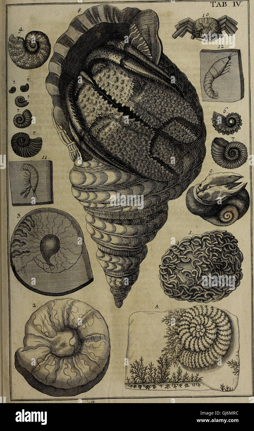 Rariora naturae et artis, élément de re medica ; oder, Seltenheiten der Natur und Kunst des kundmannischen Naturalien-Cabinets, wie auch der dans Artzeney-Wissenschafft (1737) Banque D'Images