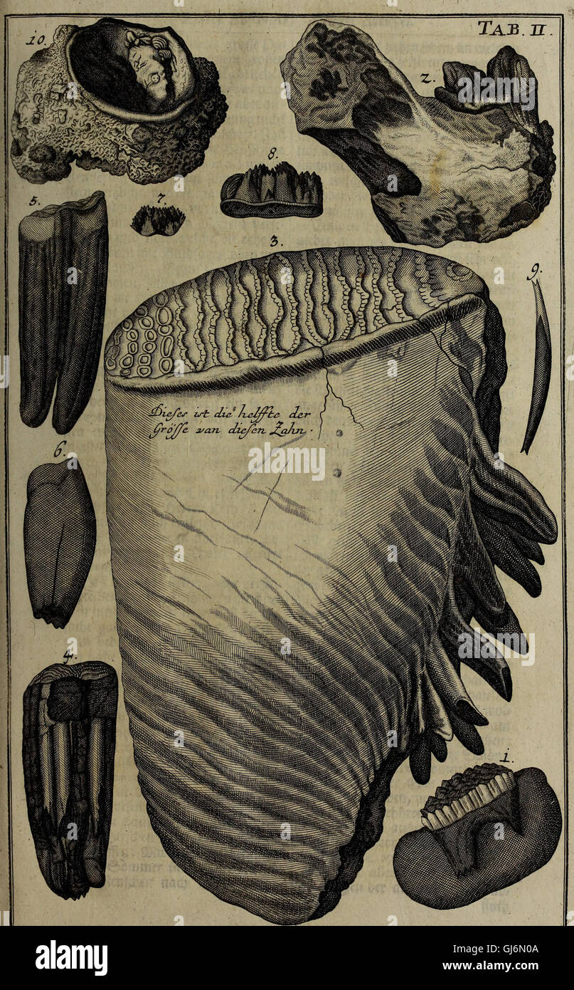 Cette œuvre de 1737, *Rariora naturae and artis*, traite d’objets naturels et artistiques rares dans une collection de cabinet, y compris des spécimens de la nature et du domaine de la médecine. Banque D'Images