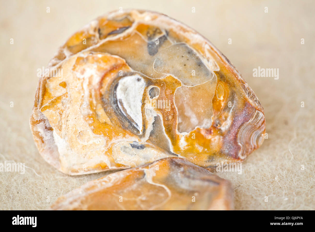 De l'huître coquille fossilisée Banque D'Images