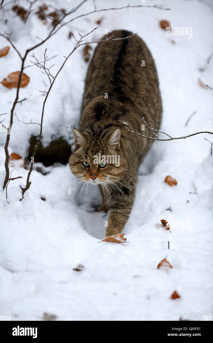 Chat sauvage, Felis silvestris, Parc National de la forêt bavaroise, Bavière, Allemagne, captive Banque D'Images