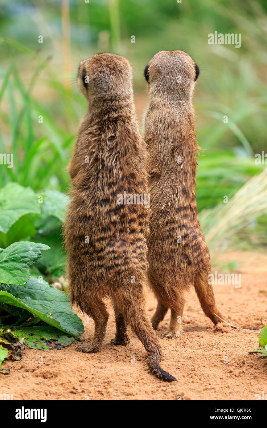 Meerkat, Lynx lynx, captive, Allemagne Banque D'Images