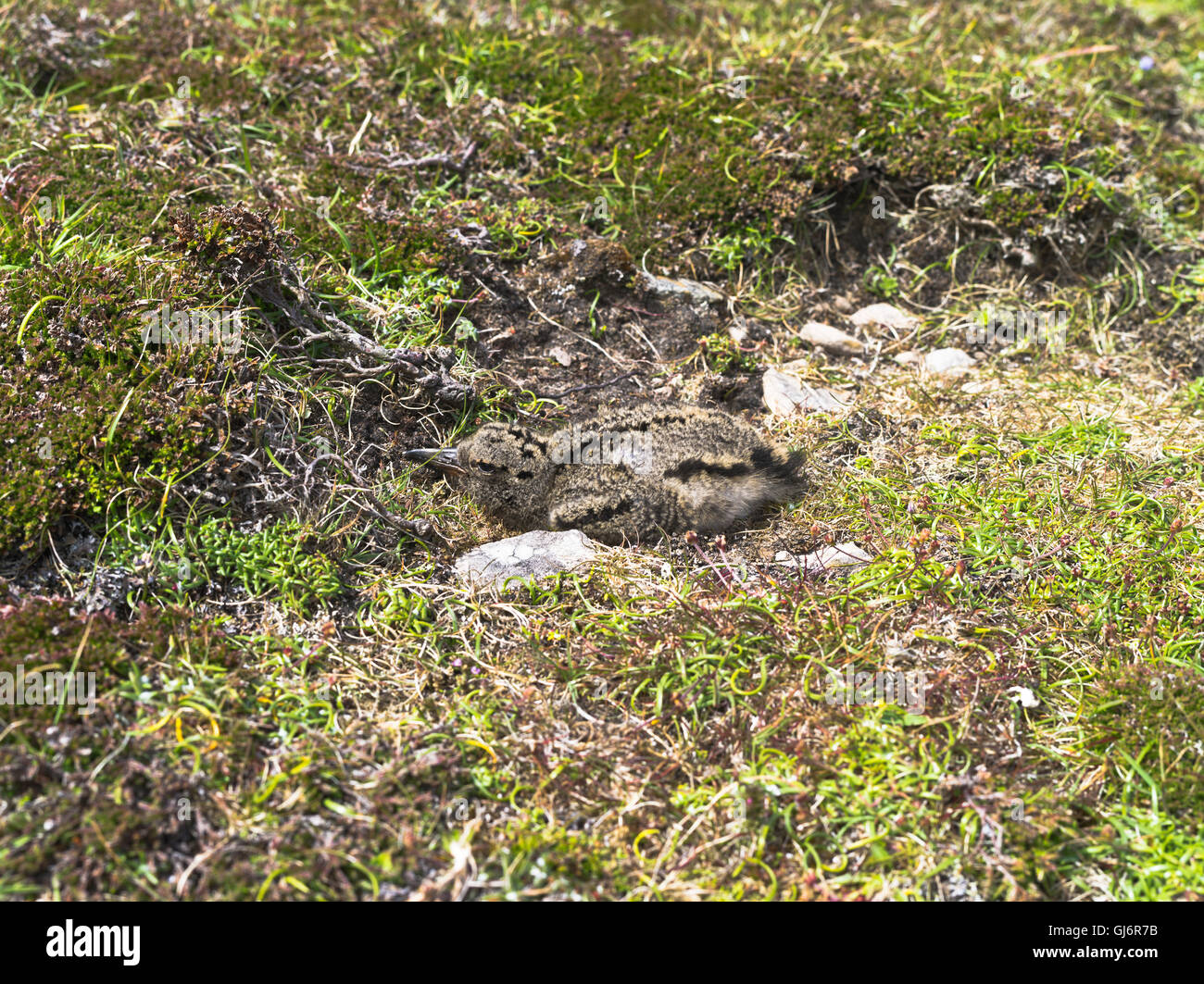 Dh d'oiseaux Courlis Courlis UK chick camouflé dans tourbière Fair Isle Ecosse Banque D'Images