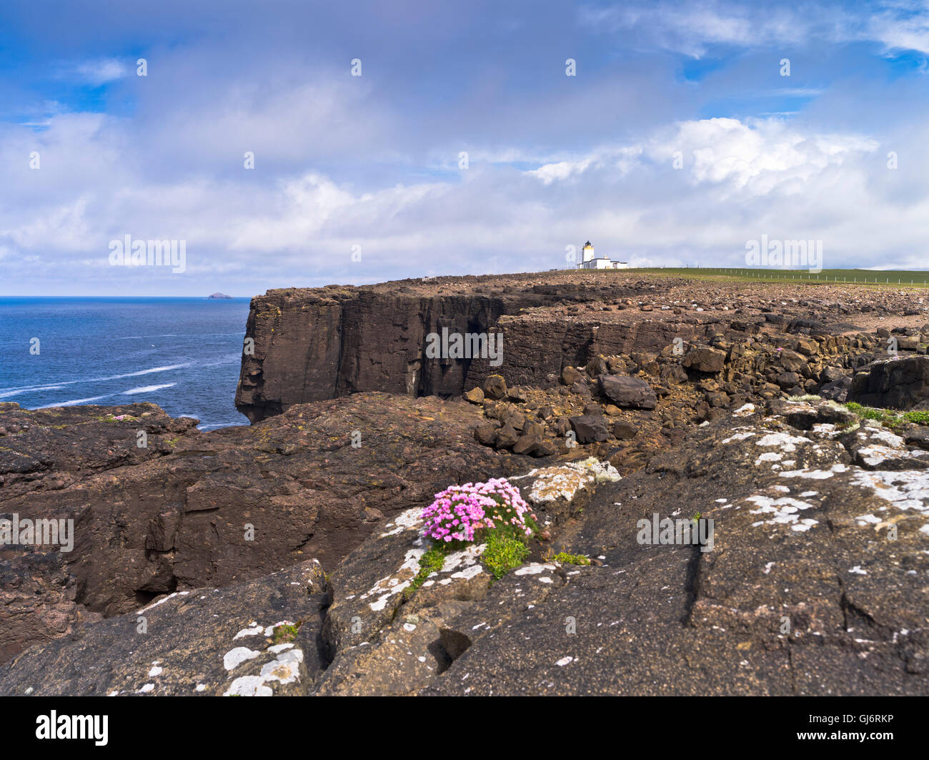 dh Eshaness Phare ESHANESS SHETLAND fleurs sauvages s'épanouissent sur une falaise rocheuse haut de lumière maison ecosse falaises fleur côte Banque D'Images