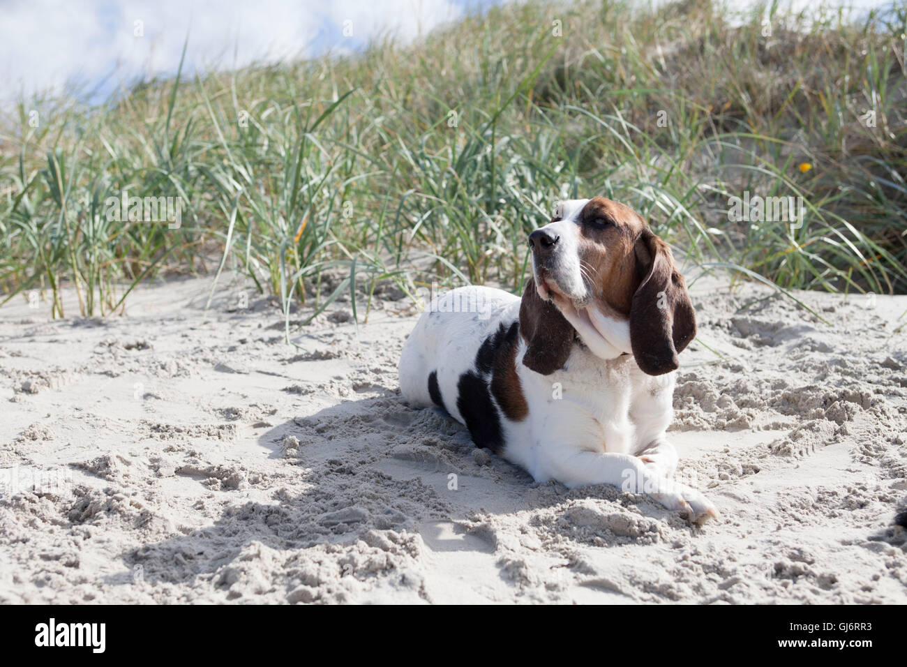 Basset Hound est allongé sur la plage Banque D'Images