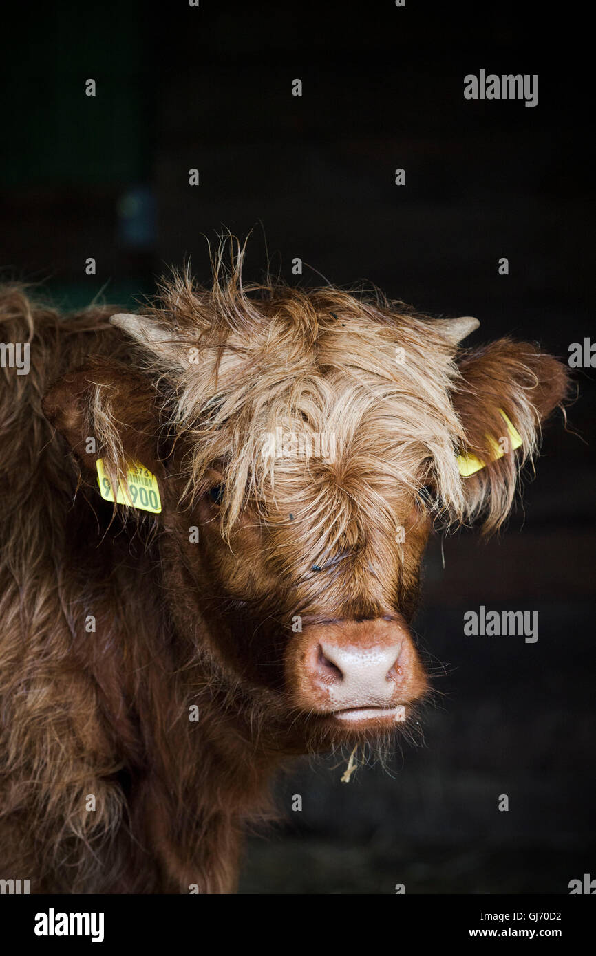 Highland cattle, portrait d'un veau Banque D'Images