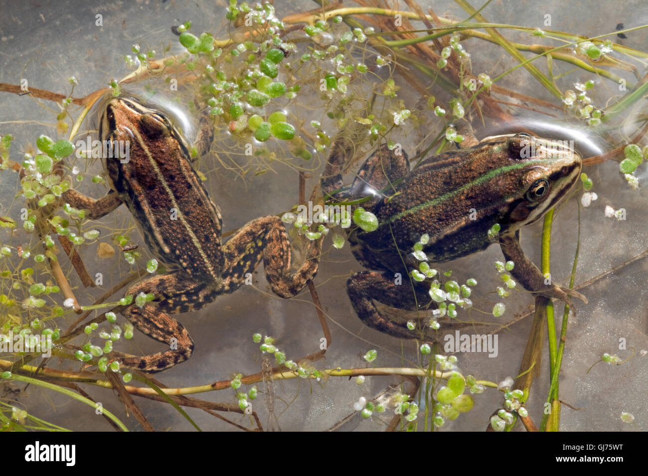 Frog Pelophylax lessonae (piscine). Banque D'Images