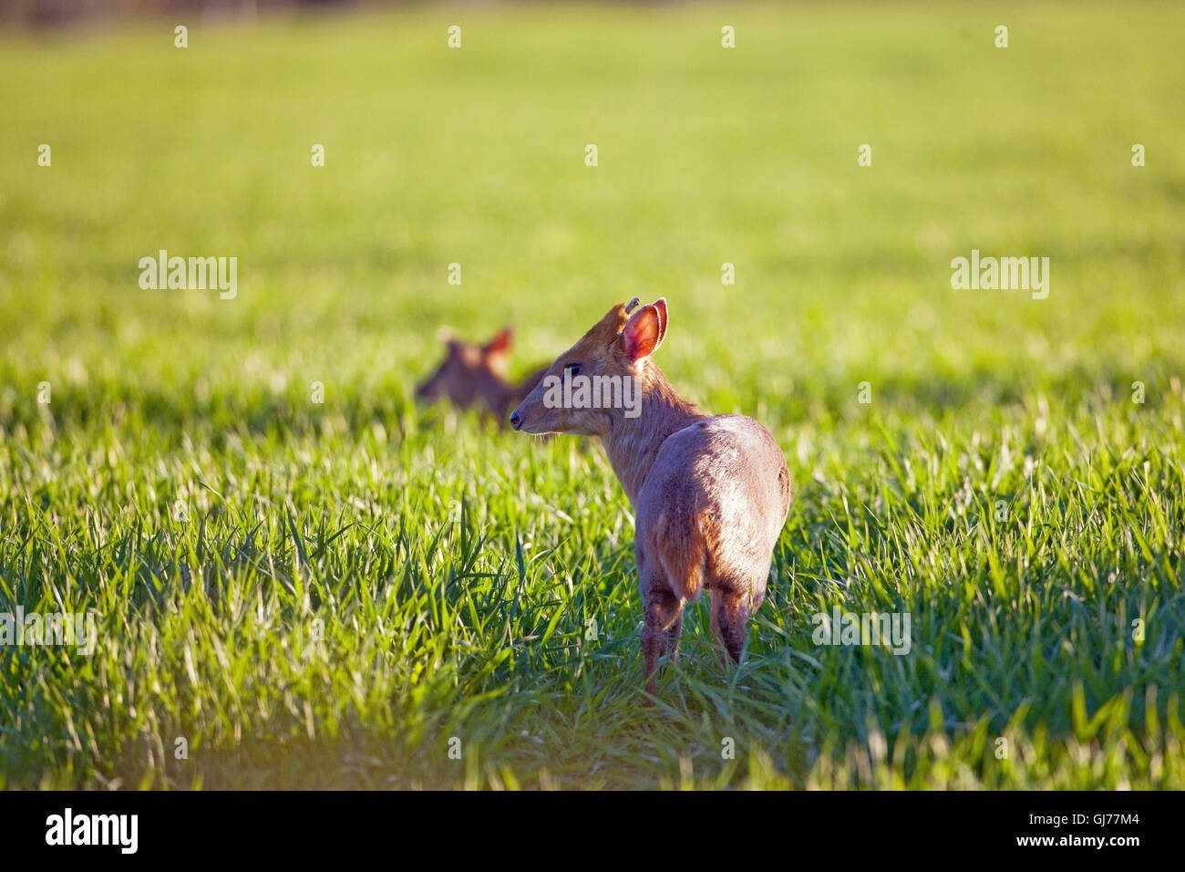 Préfet (Muntiacus reevesi Muntjac Deer). Paire, mâle premier-plan dans une culture de céréales. Lumière du soir. Ingham, Norfolk. UK. Banque D'Images