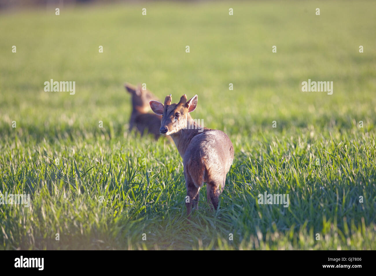 Muntjac chinois Deer (Muntiacus reevesi). Paire d'un champ de céréales. Ingham, Norfolk. Banque D'Images
