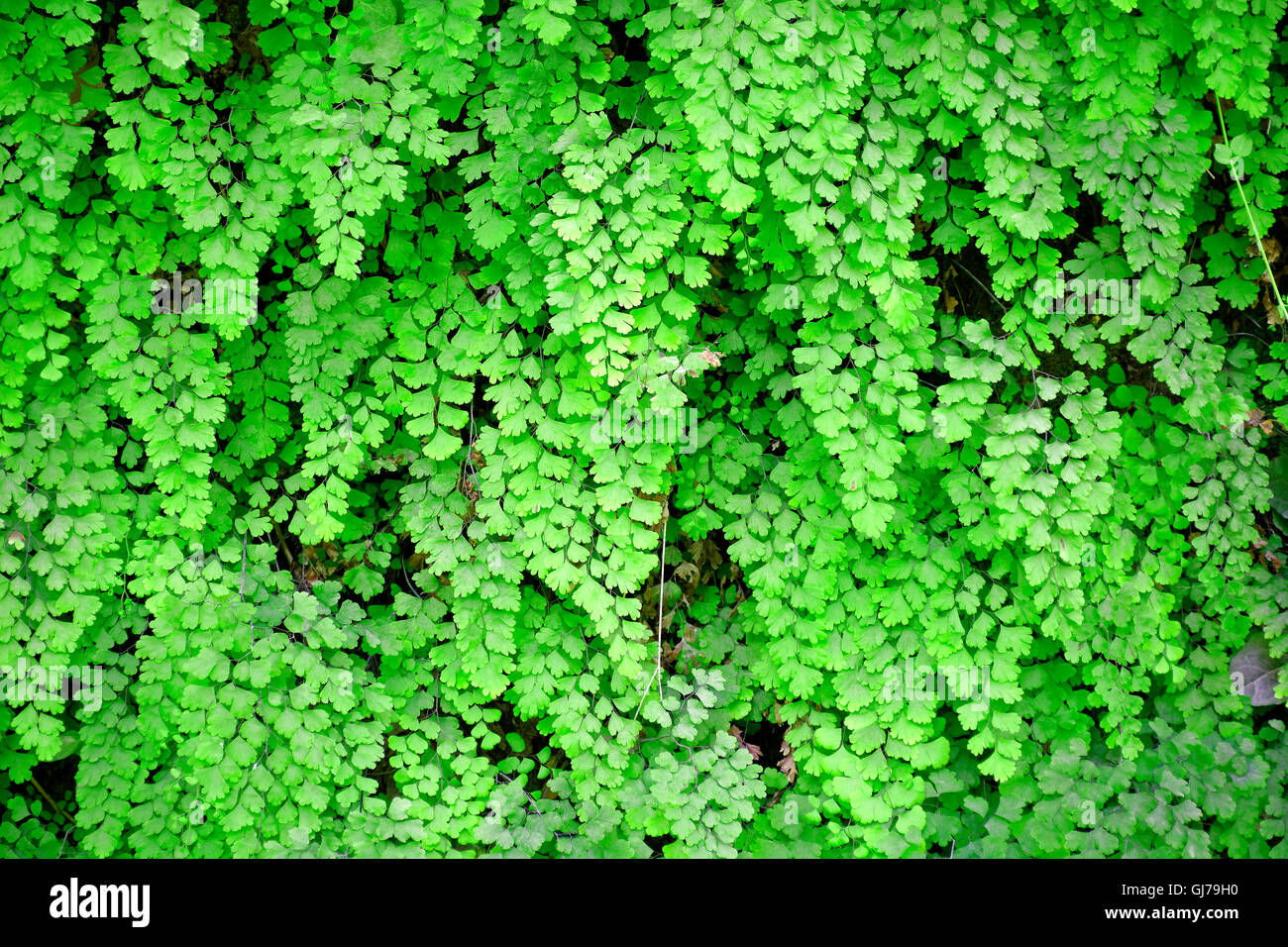 Réserve naturelle de la rivière Argentine à orsomarso Calabre Italie.une partie de l'Escalade grande plante verte sur un rocher Banque D'Images