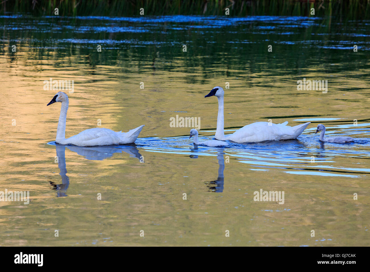 Une mère et son père Le Cygne nage le cygnets dans les eaux du National Elk Refuge près de Jackson Wyoming USA Banque D'Images