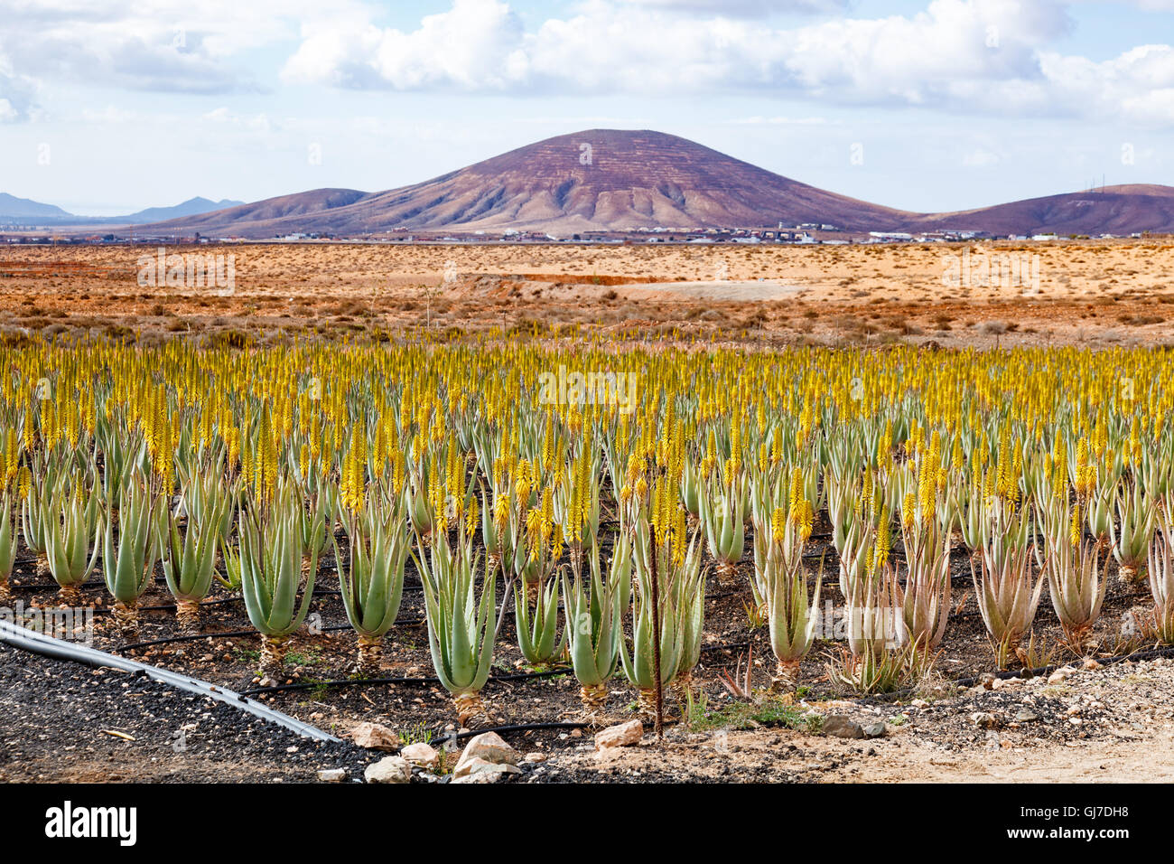 L'usine de vera d'aloès à Fuerteventura Banque D'Images