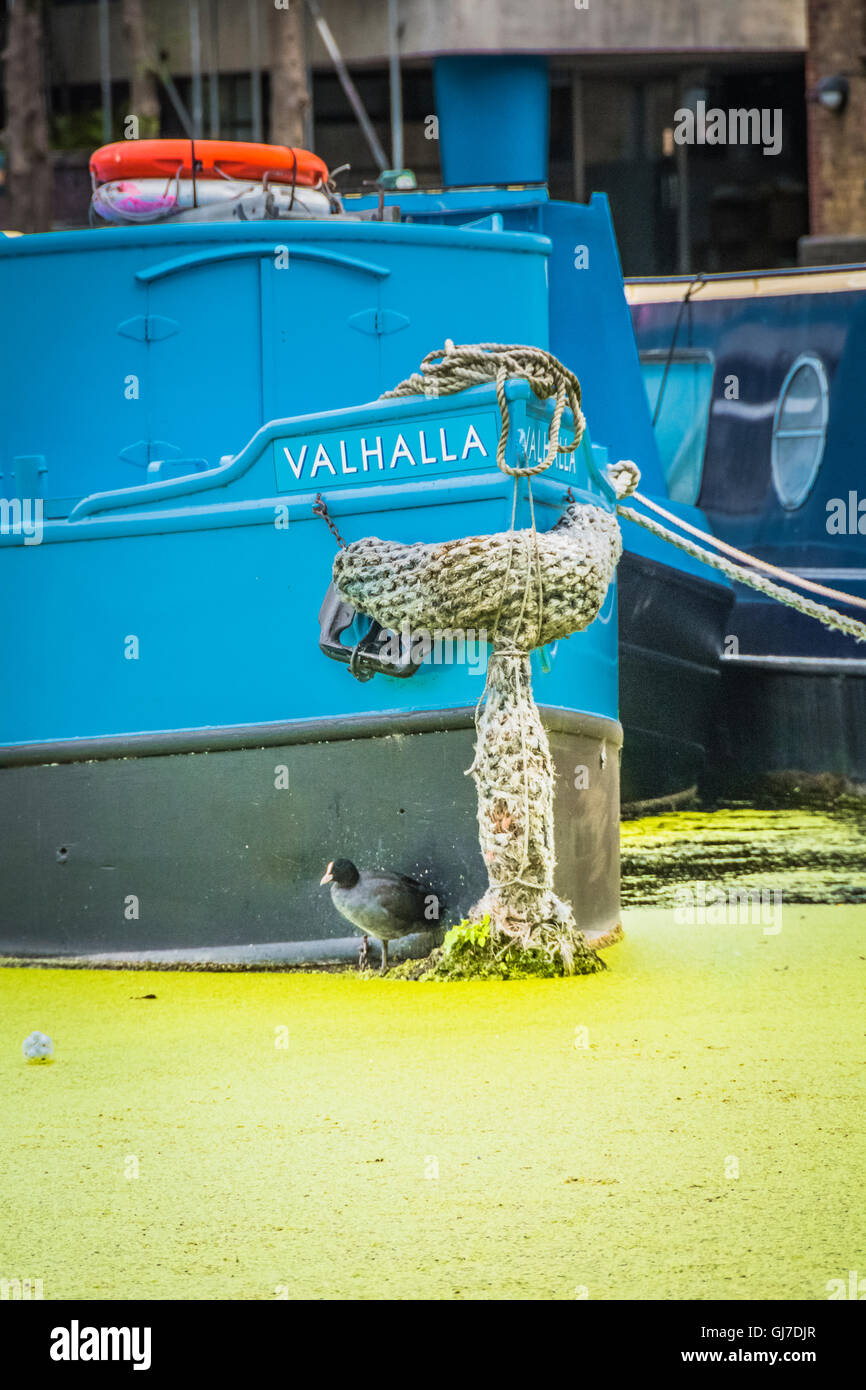 Gros plan d'une barge de canal bleu et d'un coot (Fulica) entouré d'épaisses fleurs d'algues vertes, Battlebridge Basin Kings Cross, Londres, NW1, Angleterre, Royaume-Uni Banque D'Images