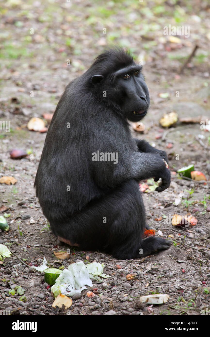 Les Célèbes crested macaque (Macaca nigra), également connu sous le nom de Célèbes macaque à crête à Decin Zoo dans le Nord de la Bohême, République Tchèque Banque D'Images